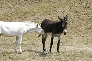Livestock Farming Drucke: Donkey
