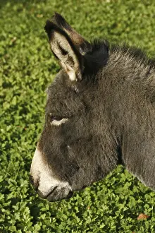 Deserted Farm Animal Drucke: Donkey