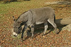 Domestic Donkey Drucke: Donkey