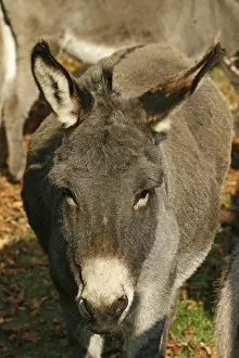 Donkey Portrait Drucke: Donkey