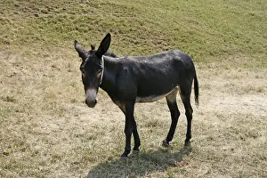 Livestock Breedings Drucke: Donkey