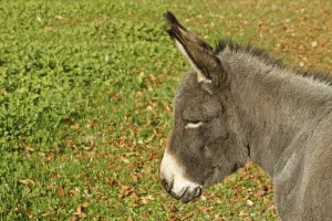 Domestic Ass Drucke: Donkey