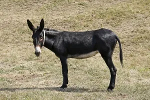 Animal Husbandry Drucke: Donkey