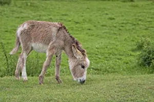 Deserted Woodland Clearing Drucke: Donkey in a clearing