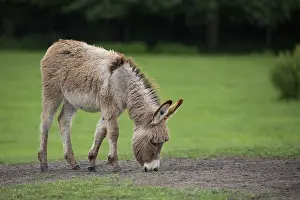 Wilde Esel Drucke: Ein Esel in einer Lichtung der Wildnis