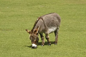 Animal Husbandry Practices Drucke: Donkey Donkey