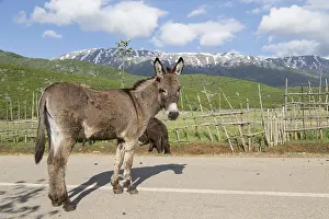 Drucke von Esel (Equus africanus asinus) mit vorgebundenen Vorderbeinen, Berge am See Prespa, Nordalbanien, Albanien Albanien Drucke: Esel (Equus africanus asinus) mit vorderen Beinen gefesselt.