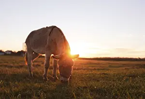 Evening Sun Setting Scene Drucke: A donkey grazes in a meadow in the rays of the setting sun