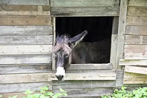 Bilder Datiert 25. Juli 2024: Esel am Fenster.