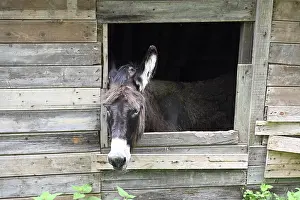 Bilder Datiert 25. Juli 2024: Esel am Fenster.
