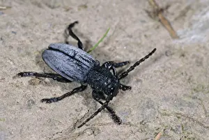Longhorn Beetle Drucke: Dorcadion fuliginator, variable trestle