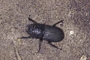 Drucke von Dorcus parallelopidus, Zwerg-Hirschkäfer Hirschkäfer Drucke: Dorcus parallelopidus, Zwerg-Hirschkäfer