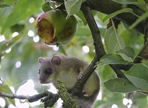 Organic Garden Germany Drucke: Dormouse in the apple tree and feeding ground