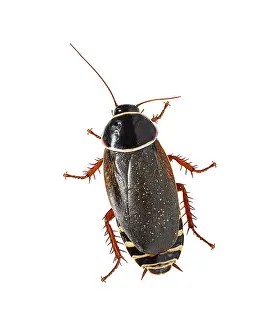 Wildlife Photography Studio Setup Drucke: Dorsal view of a Simandoa cave roach