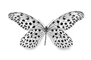 Close Up Insect Photography Drucke: Dots - dotted - dot