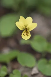 Nordic Flowering Plants Drucke: Double-flowered violet (Viola biflora)