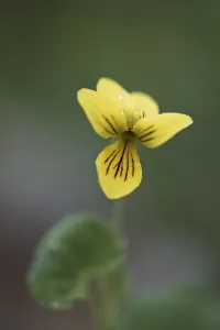 Open Air Plant Photography Drucke: Double-flowered violet (Viola biflora)