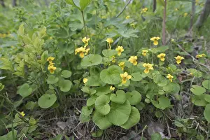 Nordic Flowering Plants Drucke: Double-flowered violet (Viola biflora)