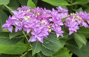 German Hydrangeaceae Drucke: Double plate hydrangea (Hydrangea macrophylla You & Me Romance)