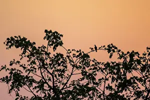 Sunset Wildlife Photography Drucke: Dove sitting on tree with sunset