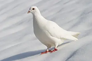 Drucke von Ein einsames Taube inmitten der Winterlandschaft, umgeben von Schnee und Stille Schneetaube Drucke: Möwe im Winter