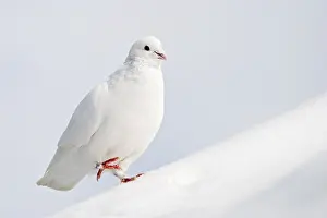 Drucke von Winterhirsch Taube Drucke: Im Winter schläft der Falke.