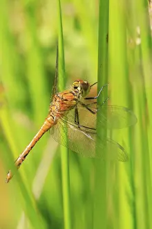 Deserted Natural Environment Images Drucke: Dragonfly perched on a stem of grass