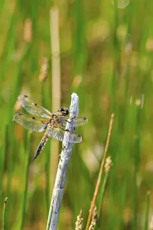 Deserted Grass Landscape Photo Drucke: Dragonfly perched on a stem of grass