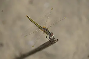 Insect Fauna Photography Drucke: Dragonfly takes a short flight break