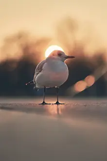 Water Bird Images Drucke: Dramatic Black-Headede Gull with Sun in back