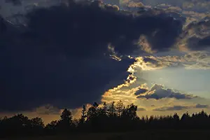 Tree Silhouette At Sunset Drucke: Dramatic cloud formations at sunset
