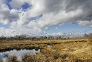 German Wetland Biotope Drucke: Dramatic clouds forming over a former peat bog