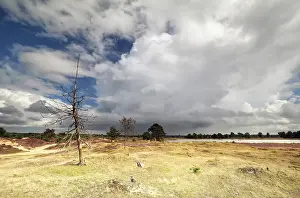 Benelux Deserted Landscape Drucke: Dramatic cloudy sky and dry tree during sunny day