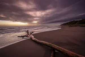 Tree Trunk On Beach Drucke: Dramatic cloudy sky at sunset, tree trunk on the beach