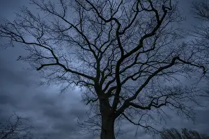 Dark And Moody Atmosphere Drucke: Dramatic, ghostly, oak tree (Quercus) silhouetted against the rainy sky