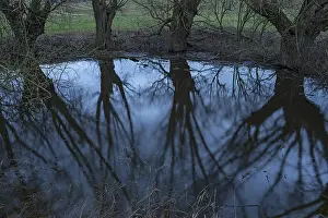 Eastern Germany Landscapes Drucke: Dramatic, ghostly, willows (Salix)