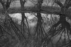 Deciduous Tree Reflection Drucke: Dramatic, ghostly, willows (Salix)