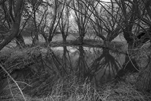 Deciduous Tree Reflection Drucke: Dramatic, ghostly, willows (Salix)
