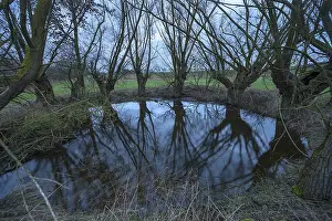 Deciduous Tree Reflection Drucke: Dramatic, ghostly, willows (Salix)