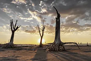 Mellow Lightning Effect Drucke: Dramatic landscape of dry trees backlit at sunset