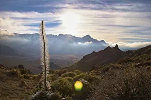 Spanish Natural Landmark Drucke: Dramatic mountain landscape at sunset with plants in the foreground