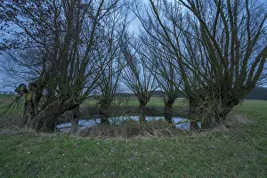 Deciduous Tree Atmosphere Drucke: Dramatic, spooky, Soll overgrown with willows (Salix)