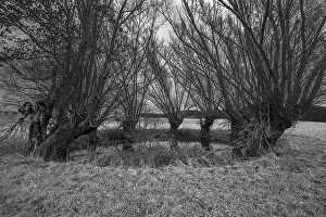 Eastern European Deciduous Trees Drucke: Dramatic, spooky, Soll overgrown with willows (Salix)