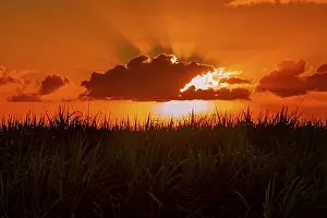 African Evening Atmosphere Drucke: Dramatic sunset behind clouds, Chebel