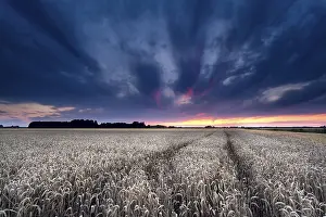Dutch Rural Scenery Drucke: Dramatic sunset over wheat field in summer