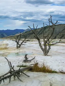 Yellowstone National Park Drucke: Dramatic view of dead trees