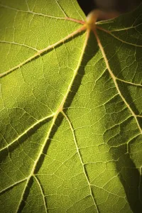 Close Up Vineyard Scene Drucke: Dramatically lit grape leaf details on the vineyard