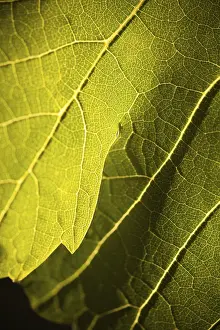 Dramatic Lighting Effects Drucke: Dramatically lit grape leaf details on the vineyard