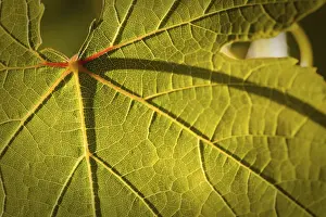 Close Up Vineyard Scene Drucke: Dramatically lit grape leaf details on the vineyard