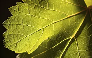 Wine Growing Region Images Drucke: Dramatically lit grape leaf details on the vineyard